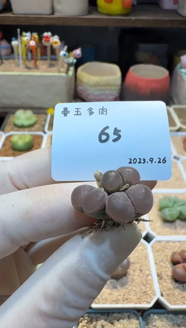 小*丶25.9.26-65小美