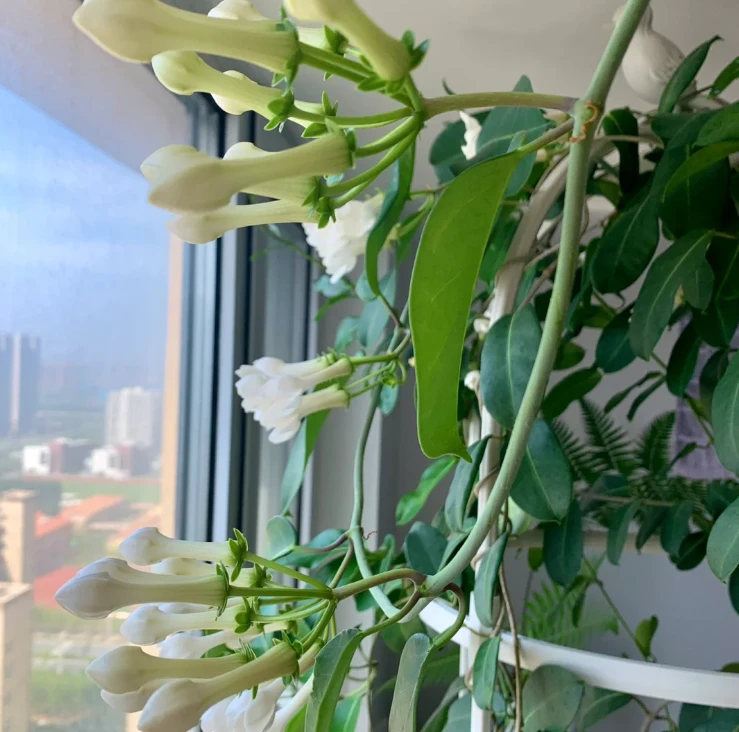 卉仔 ·【马达加斯加茉莉】盆栽植物室内桌面四季客厅观叶耐热植物