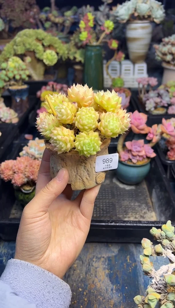 老*989                   带盆