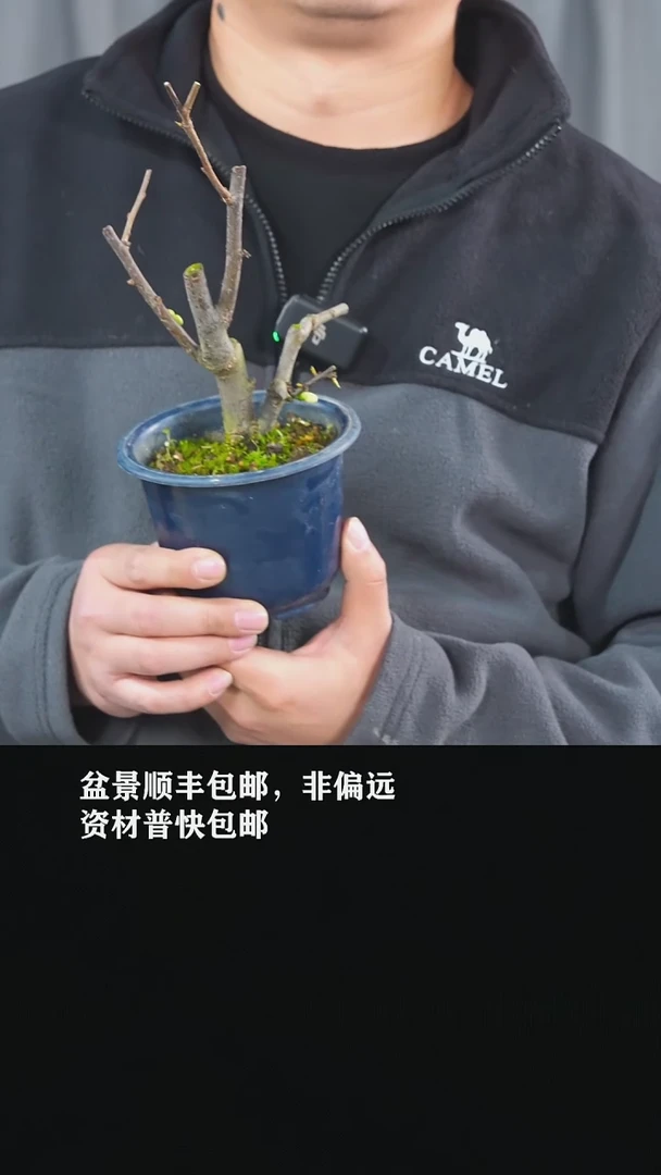 【闪购商品】-海棠-U77