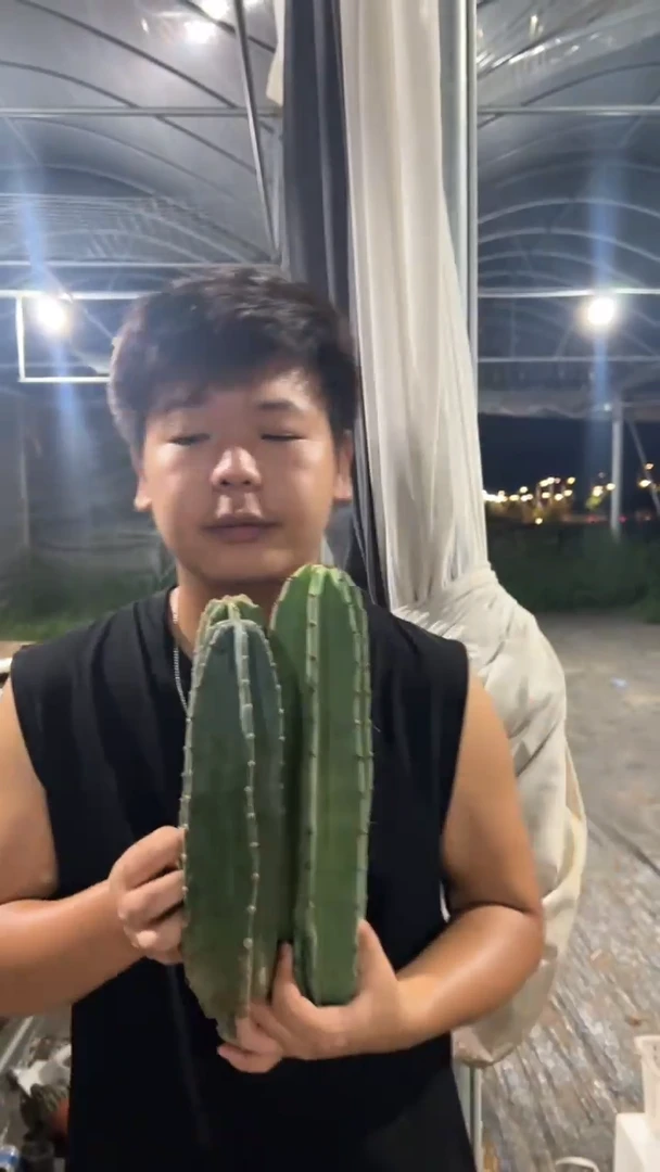 3颗 高20-35cm 量天尺【无根】