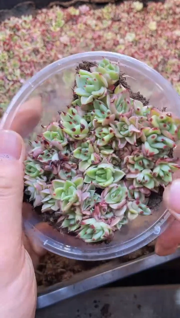 【闪购商品】008超级蓝龙量拍1盒