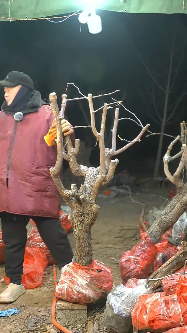 完全开放枣树670