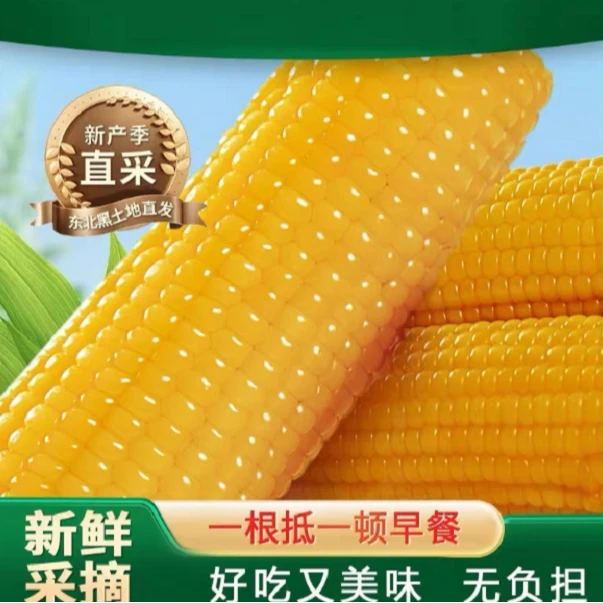 25年东北新鲜黄糯玉米14根！