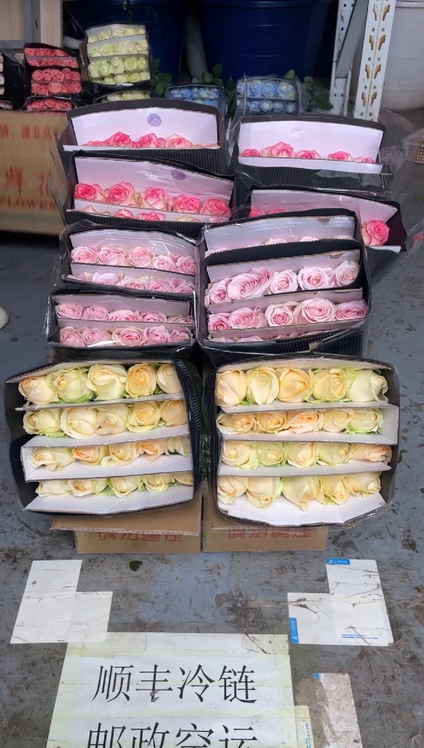 香槟20枝+粉红20枝+艾沙20枝