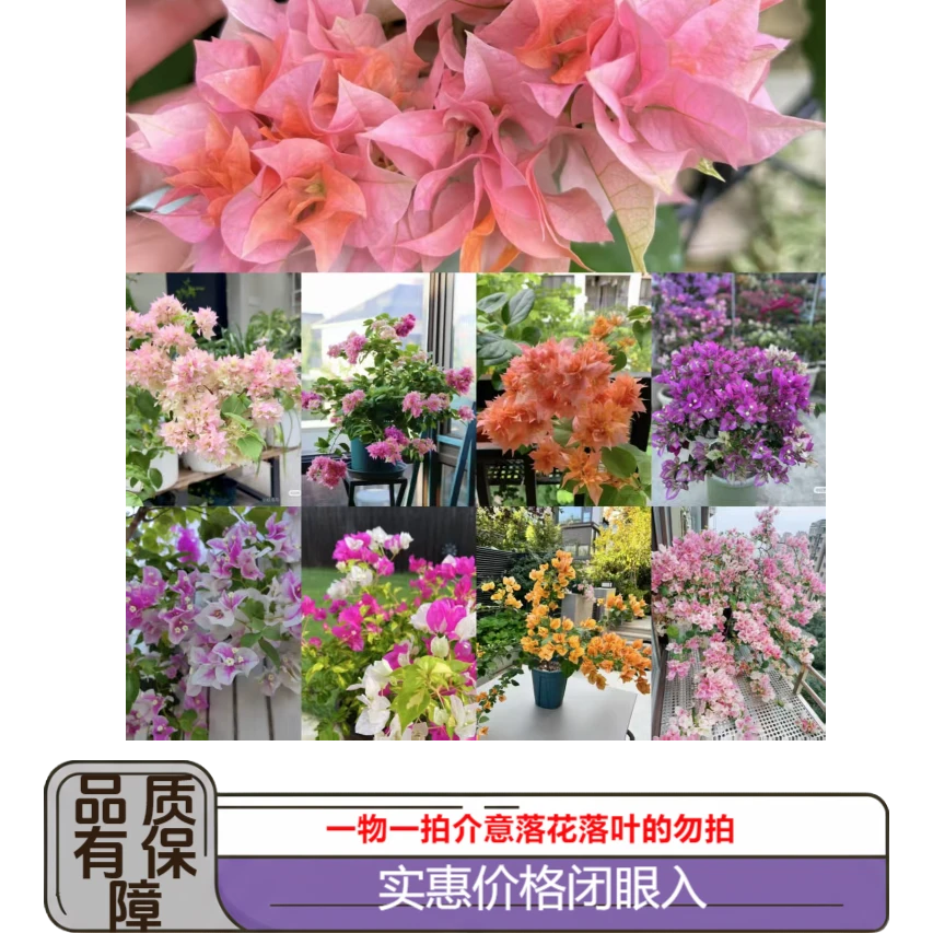 彩色三角梅组合，介意落花落叶的慎拍