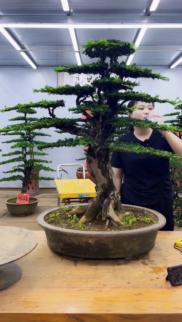无花朵一物一拍，所见即所得