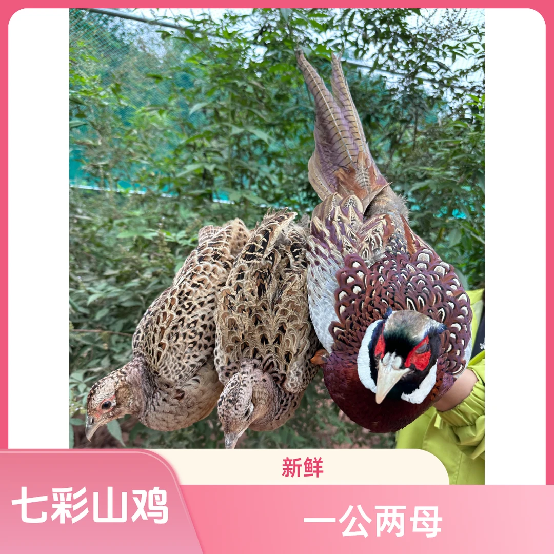 一公两母 到手3只七彩山鸡 农家散养公鸡2.5斤左右 母鸡1.5斤左右