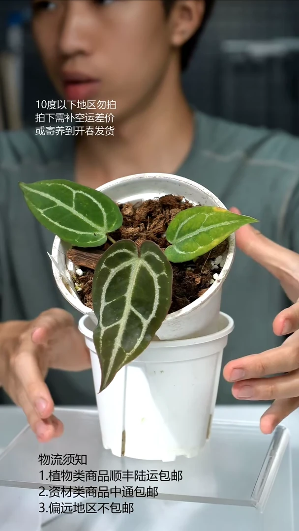 完全开放SKG*Michelle Zara No.65