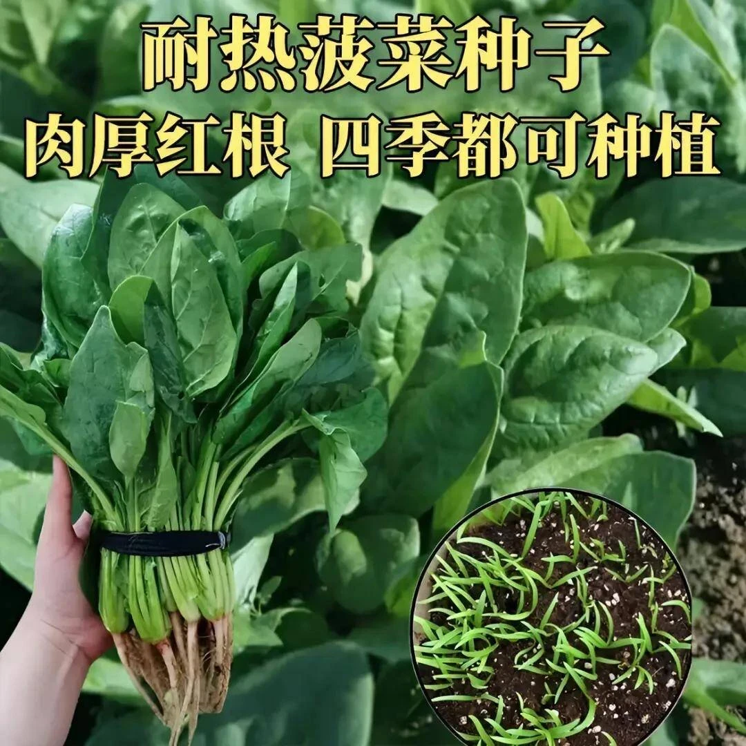 耐热抗寒【菠菜种子】耐热抗寒耐抽苔菠菜种子盆栽地栽种植四季种子