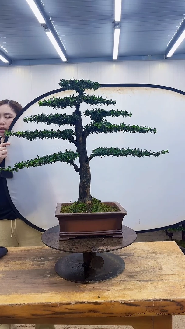 无花朵一物一拍，所见即所得