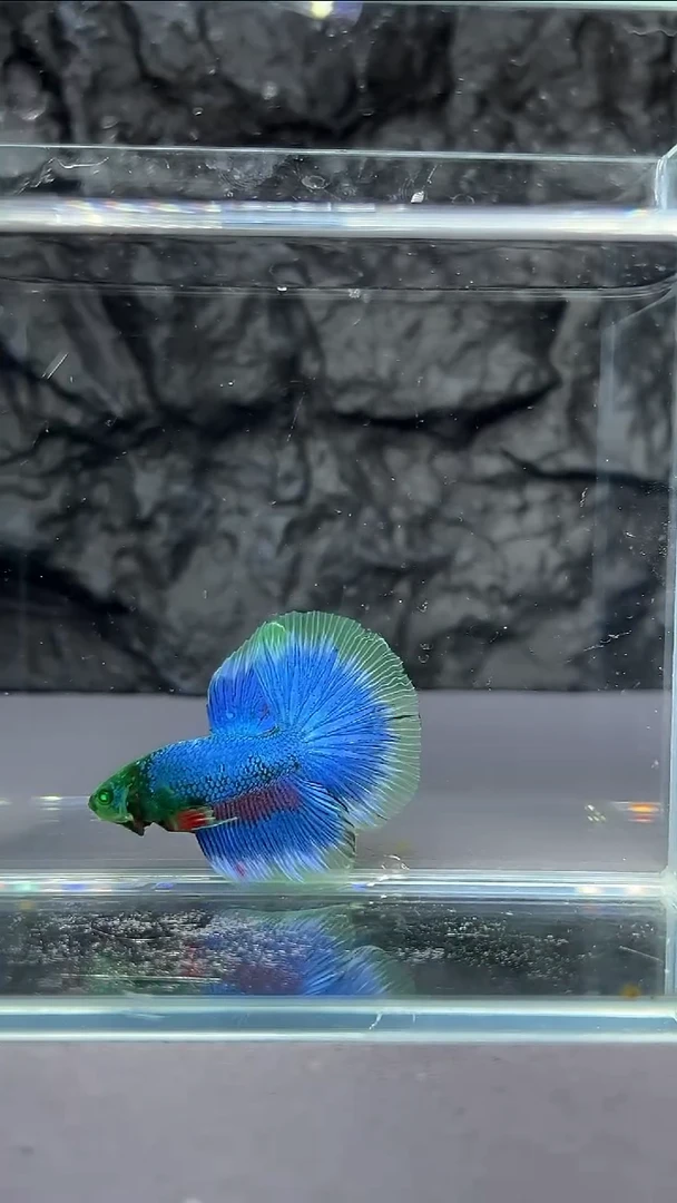 斗鱼竞拍链接A053