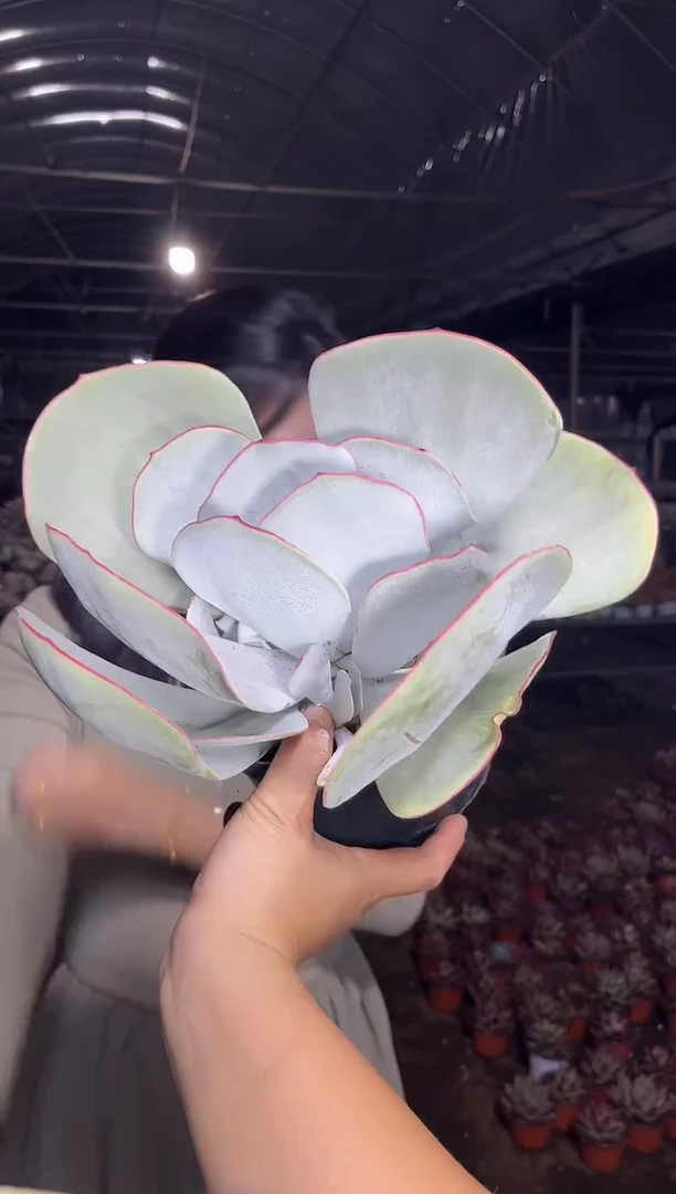 白眉挑大的  9.99
