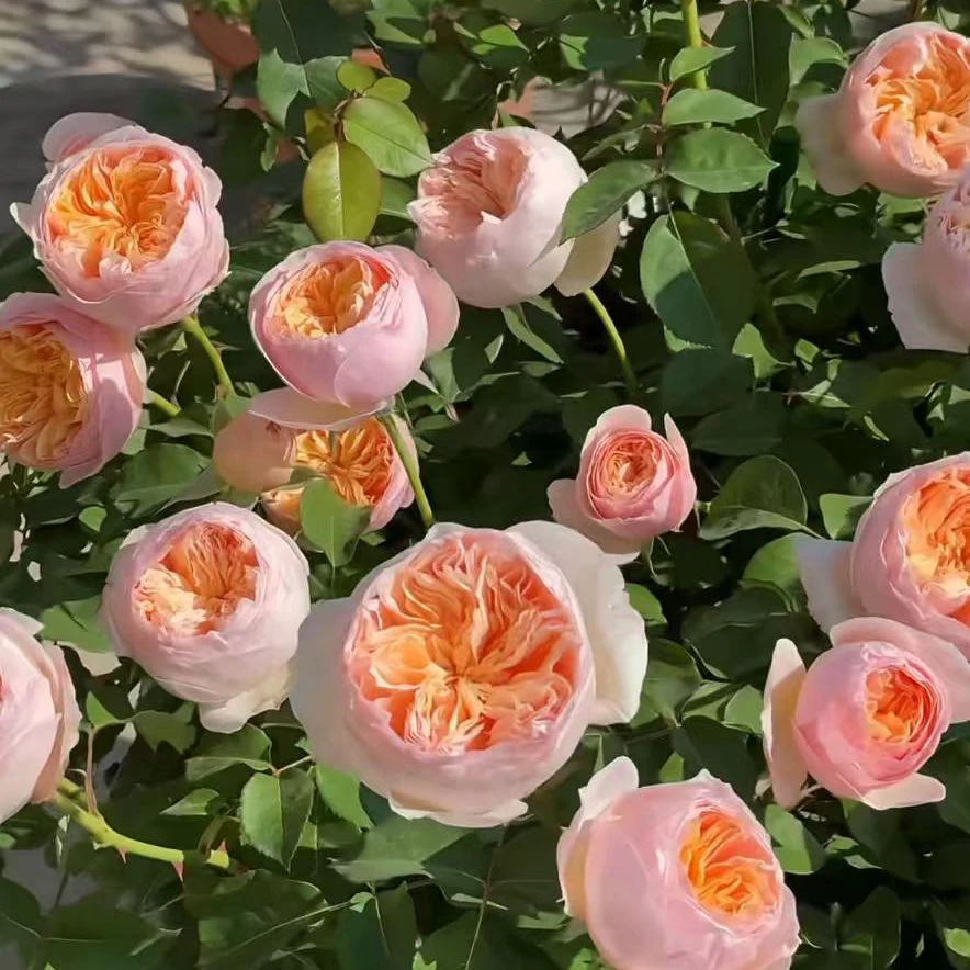 【朱丽叶】阳台庭院玫瑰多色绿色趣味美观花色奥斯丁月季