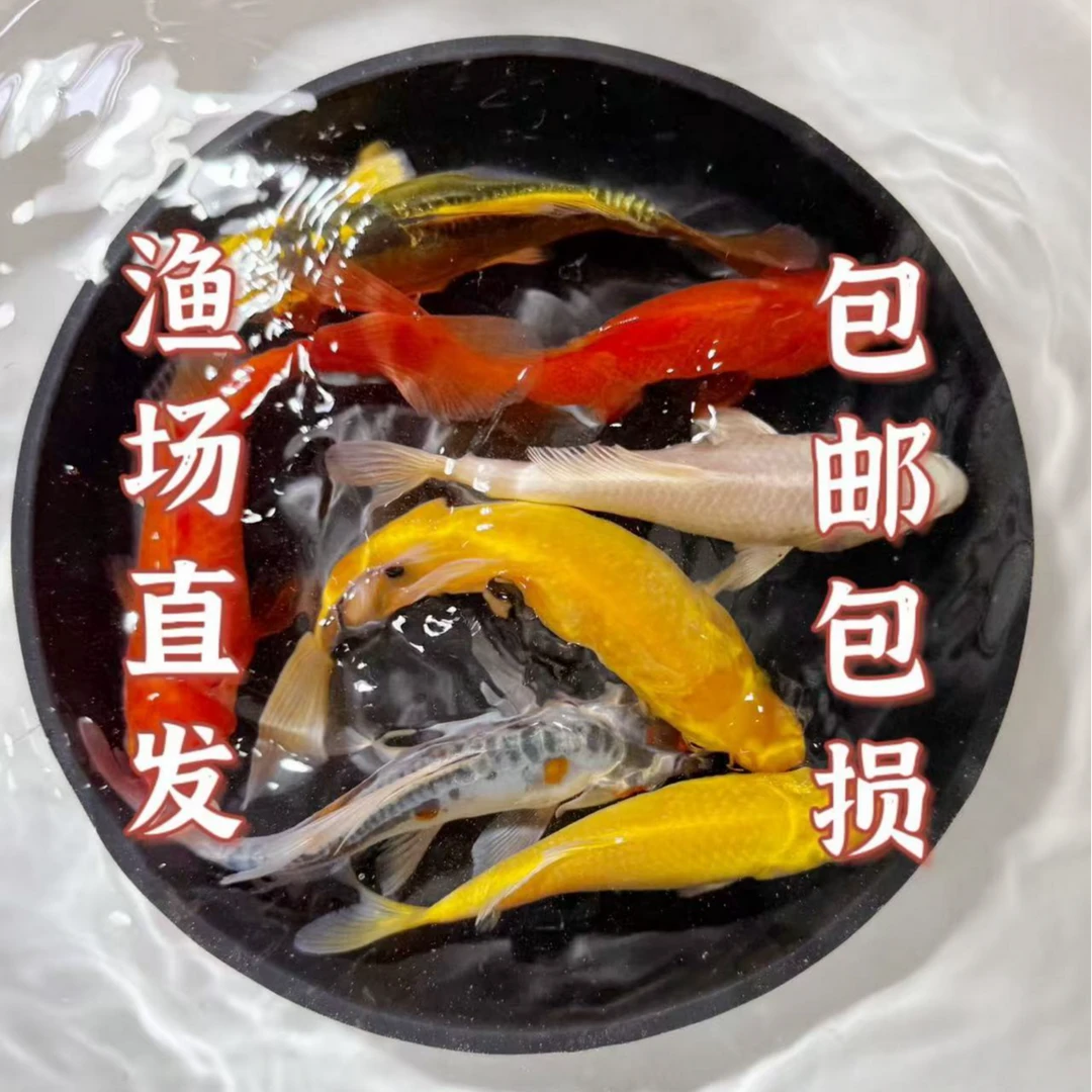 【大尺寸精品鱼】12-15公分好养冷水鱼观赏鱼