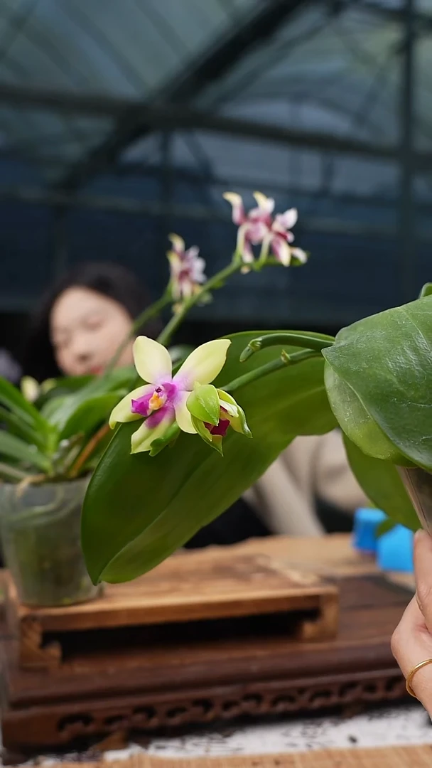 完全开放红贝 3.0寸杯