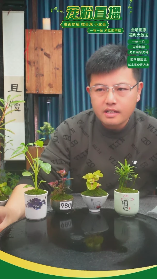 无花朵悦苔藓微景观980号