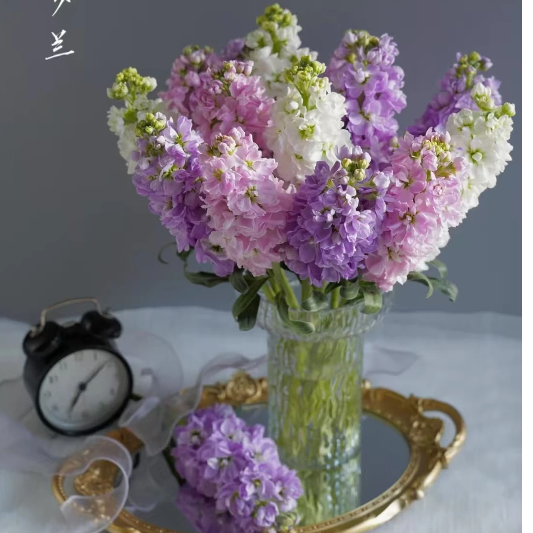 【紫罗兰鲜切花】云南鲜花基地采摘发货花期超长插瓶养护