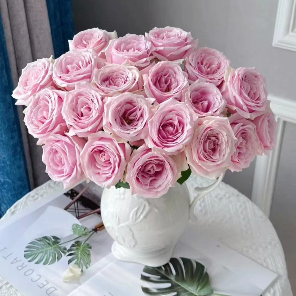 （粉红雪山-单头玫瑰）玫瑰云南基地直发生活鲜花