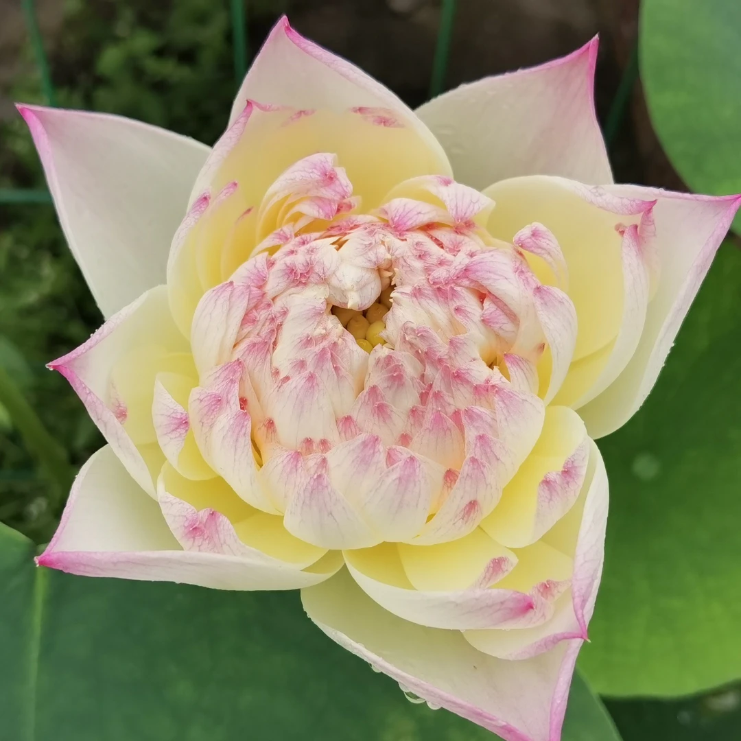 红唇 中大型荷花种藕夏秋开花当年可开重瓣庭院阳台池塘观赏