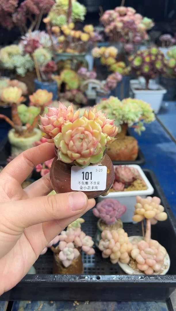 【闪购商品】101不带盆