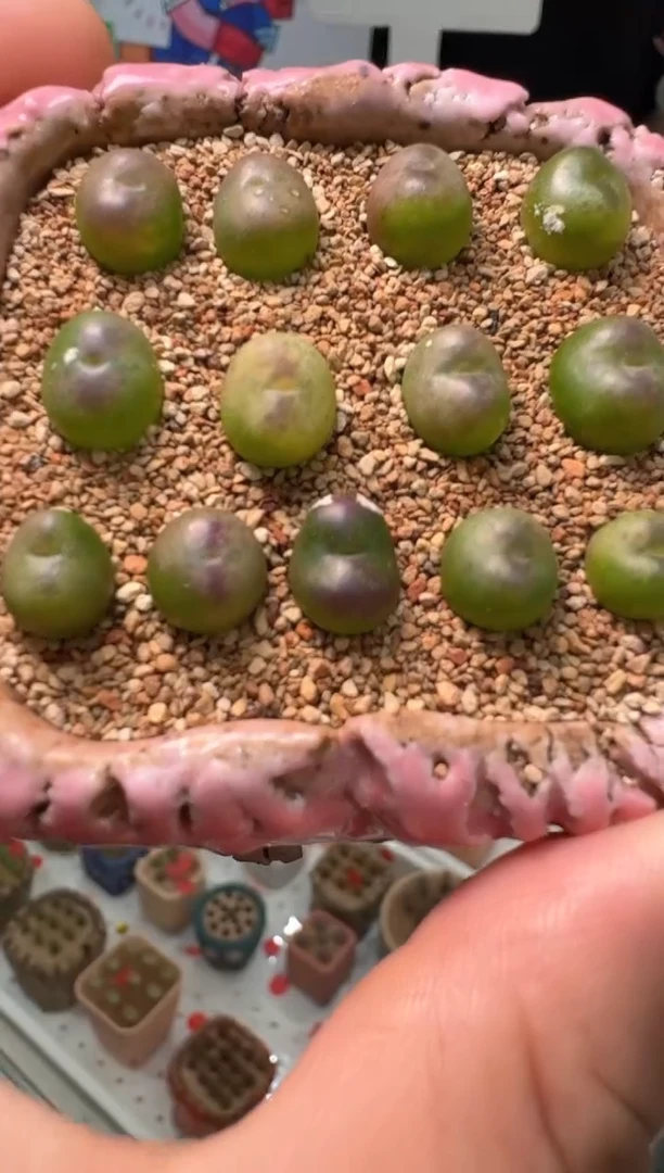 202多肉植物肉锥桃割娘杂交一颗