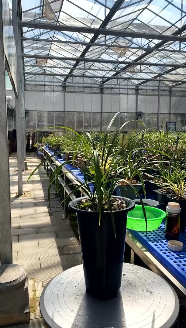 【闪购商品】俞氏切3条，敏