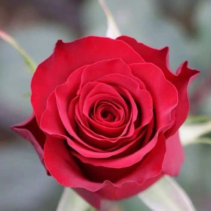 云南基地直发高原红种苗10棵（月季玫瑰花树苗）