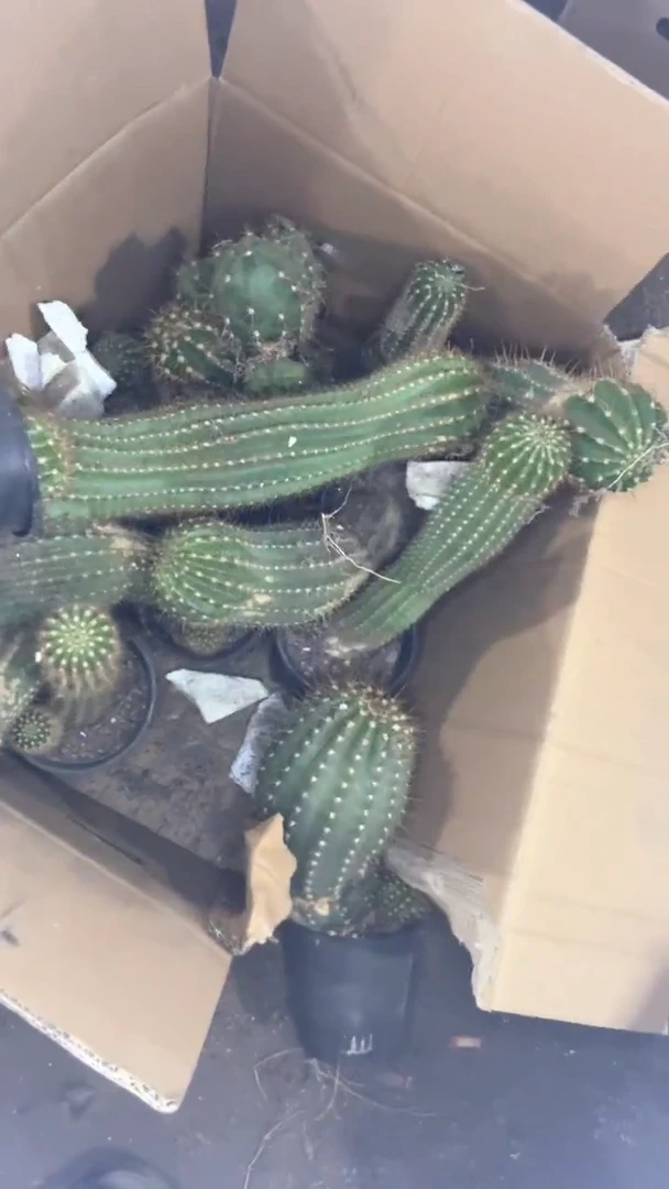 超大 毛花柱【实生根】不指定带花苞