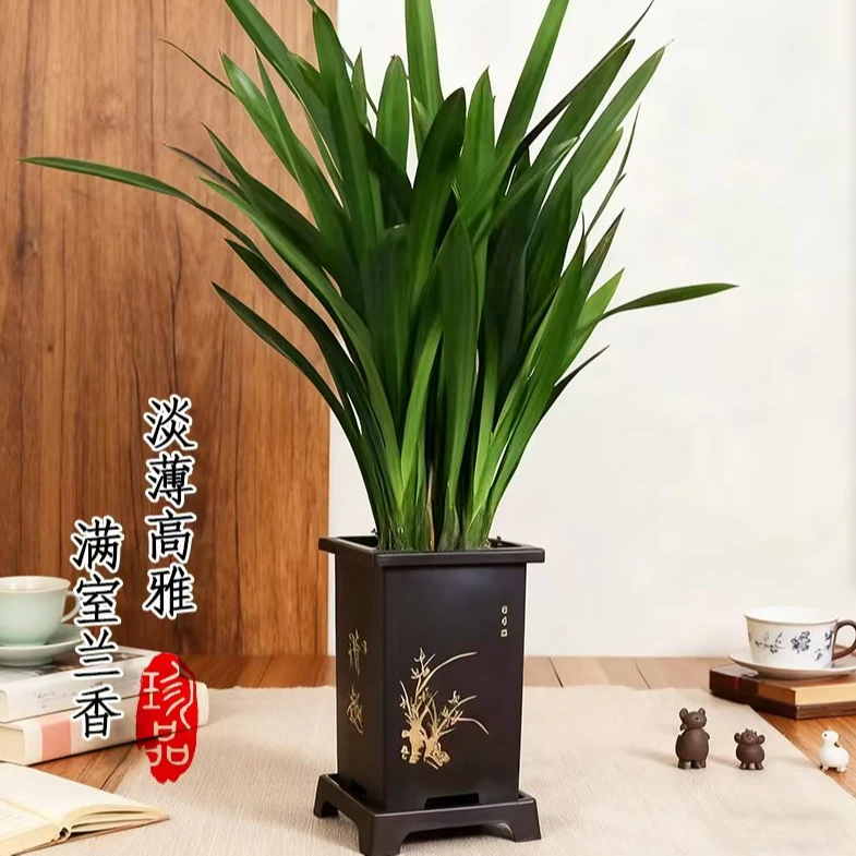 【墨兰企黑】盆栽适合室内阳台办公室四季常青好养护花卉绿植
