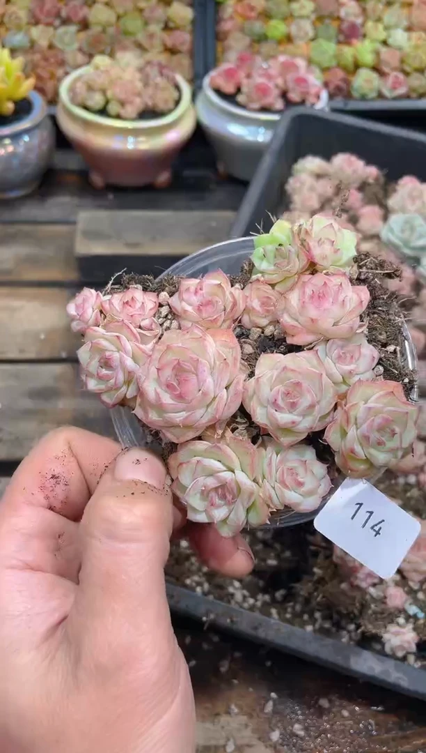 114嫦娥女王   量拍