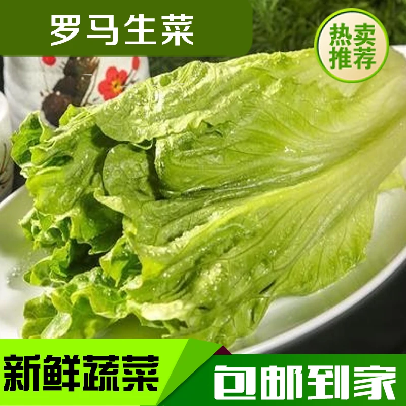 新鲜罗马生菜罗纹生菜奶油玻璃生菜蔬菜可生吃即食沙拉顺丰包邮