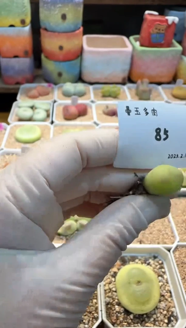 【闪购商品】25.2.17-85Lynn