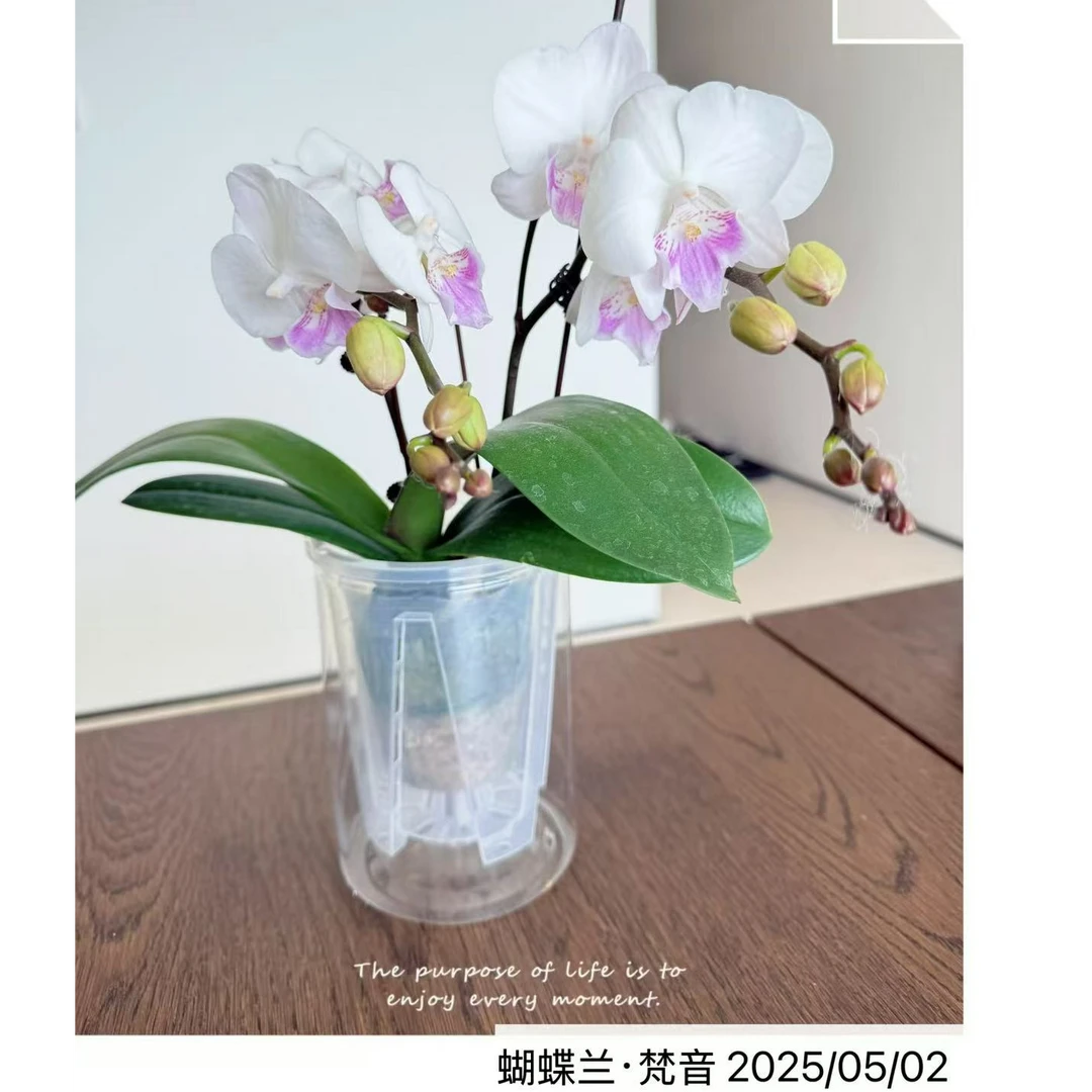 蝴蝶兰【梵音】，3.0杯苗无花无梗