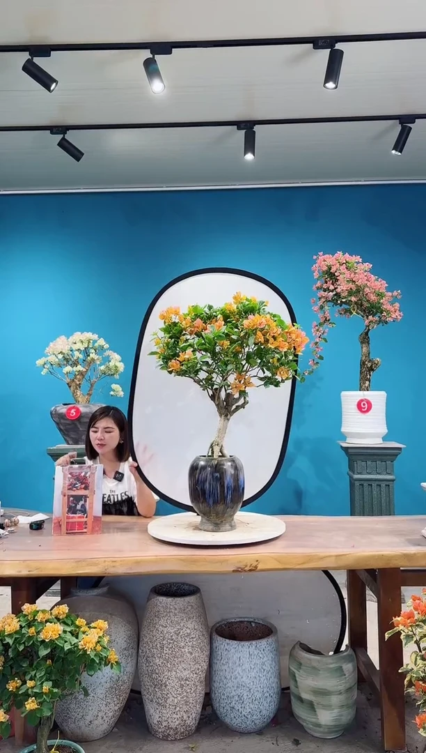 全部花朵变色龙三角梅