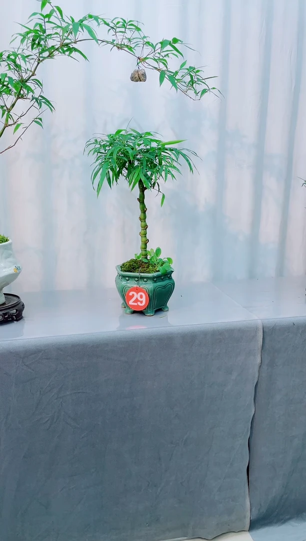 无花朵竹子盆景盆栽