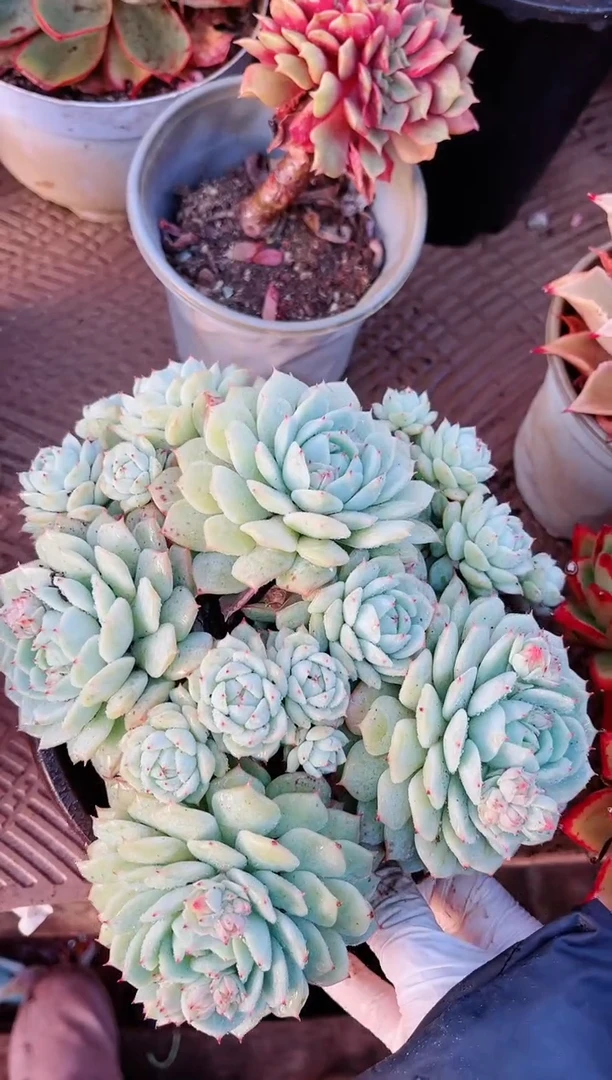 【闪购商品】21175