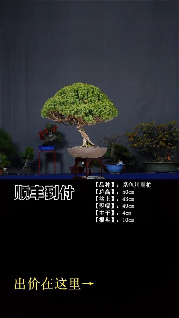 无花朵系鱼川 不包邮