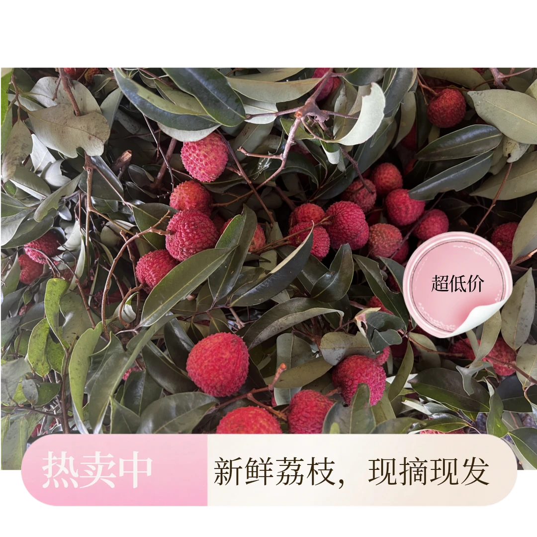 增城新鲜现摘当季荔枝桂味多汁香甜正宗产地冷链发货广州增城荔枝