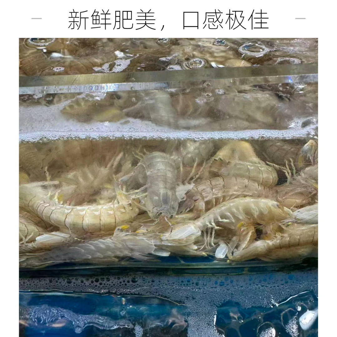 鲜活发货/皮皮虾2斤装/【保鲜不保活】/打氧发货/顺丰包邮次日达