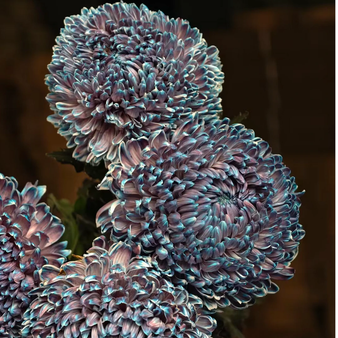 A级稀有青花瓷牡丹菊