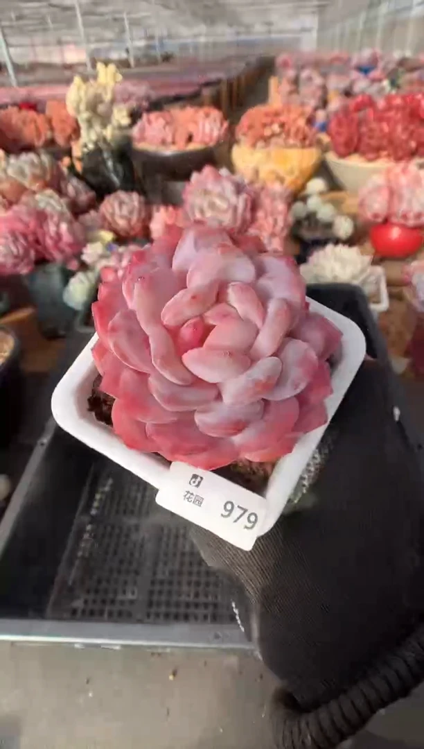 799韩橙多肉植物一物一拍