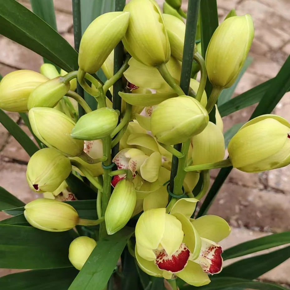 【妃子笑】柠檬黄 大红舌 落地款 大花蕙兰 室内好养易养护