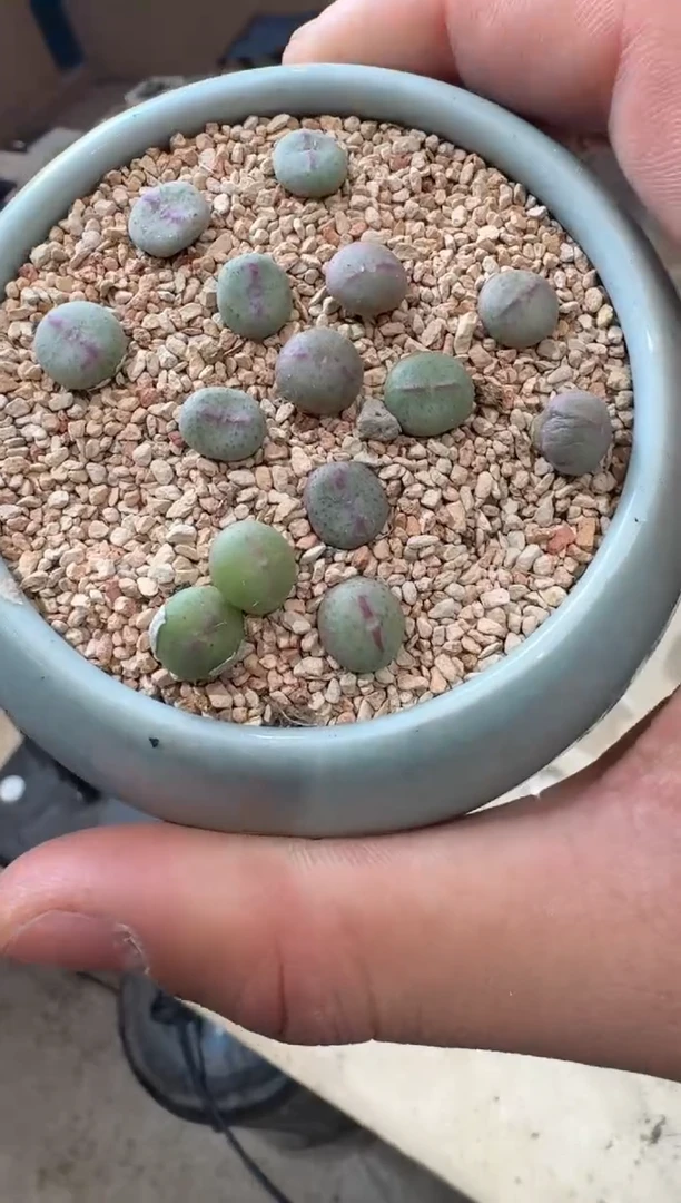 50多肉植物肉锥将杂一颗