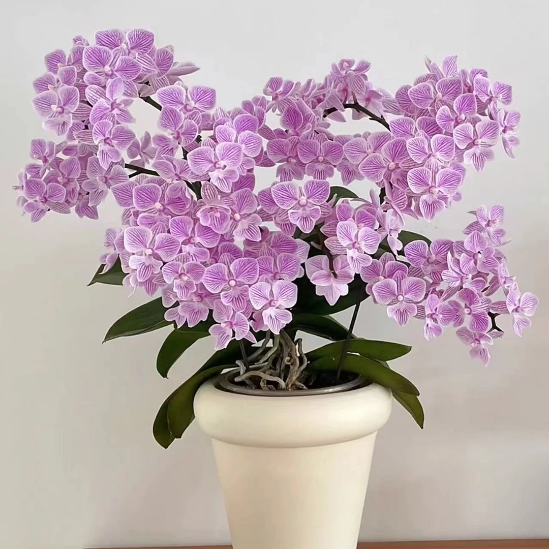 3个花剑   名贵品种 【浪漫樱花】3.0寸蝴蝶兰能开100多花苞左右