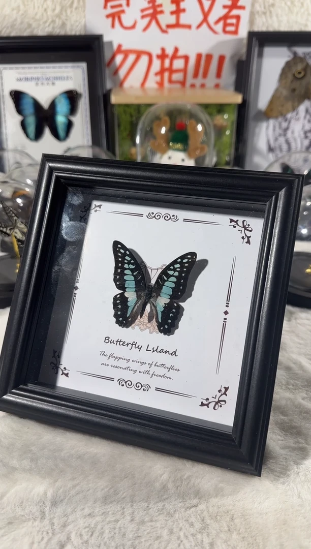 玻璃碎斑清风蝶