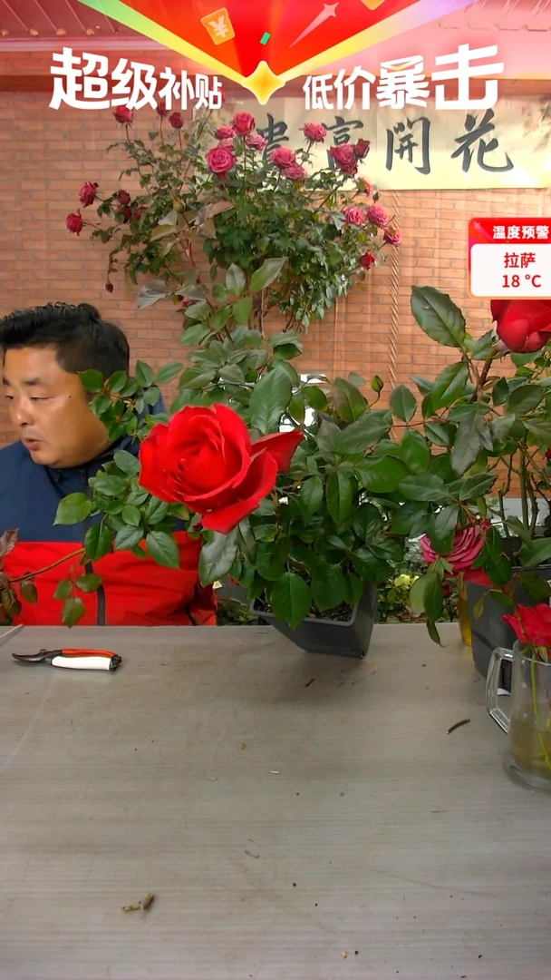 当前无花朵，栽培后可花朵米迦勒