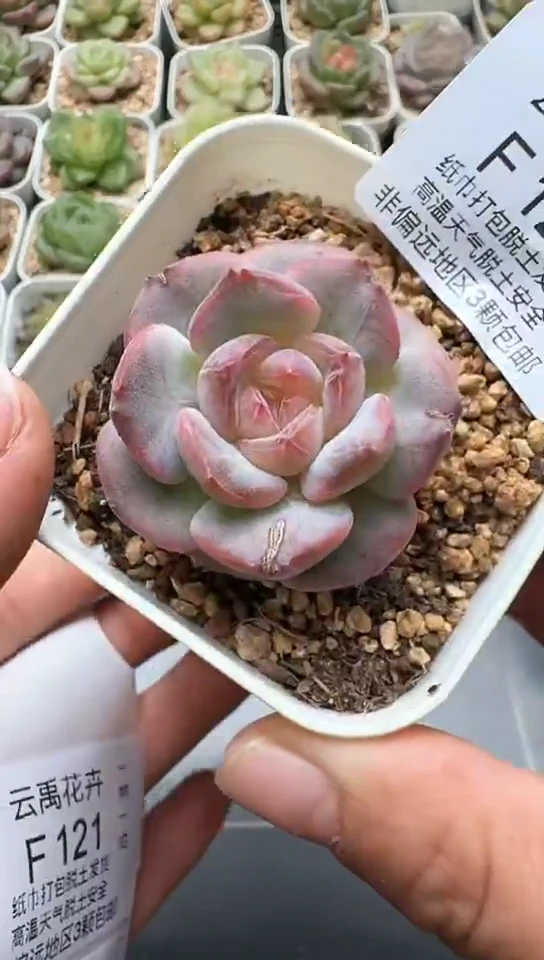 120F云禹多肉植物 默认脱土纸巾打包 3颗包邮
