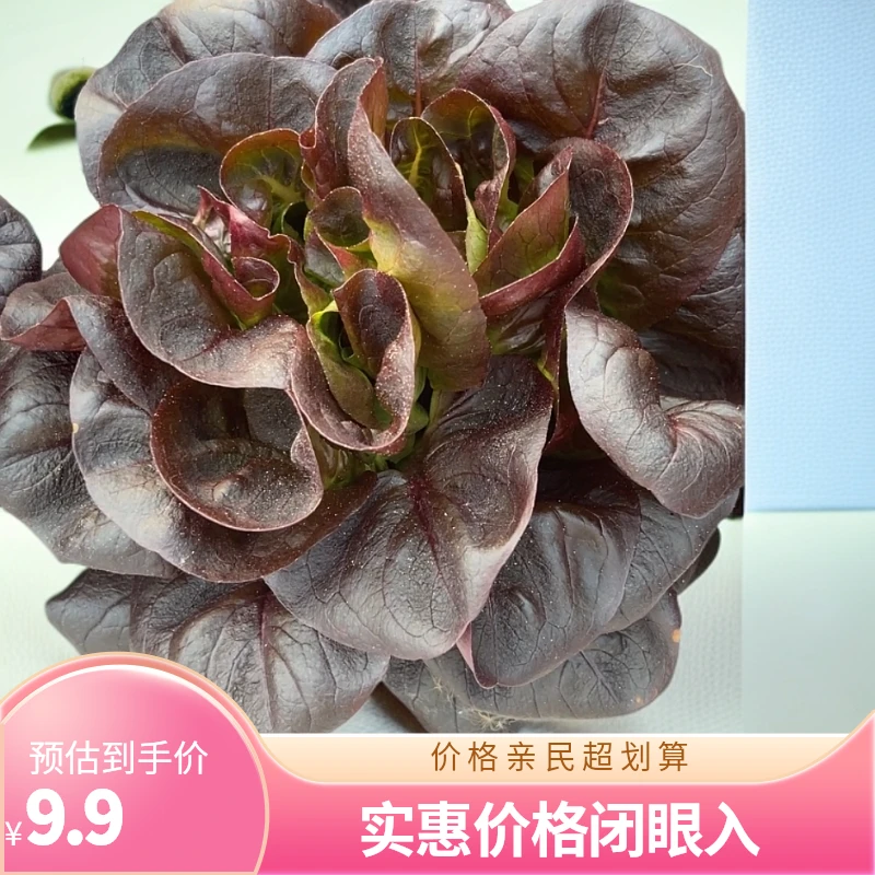 紫罗马生菜种子 生菜种子大全 紫色直立生菜籽 紫叶生菜蔬菜种子