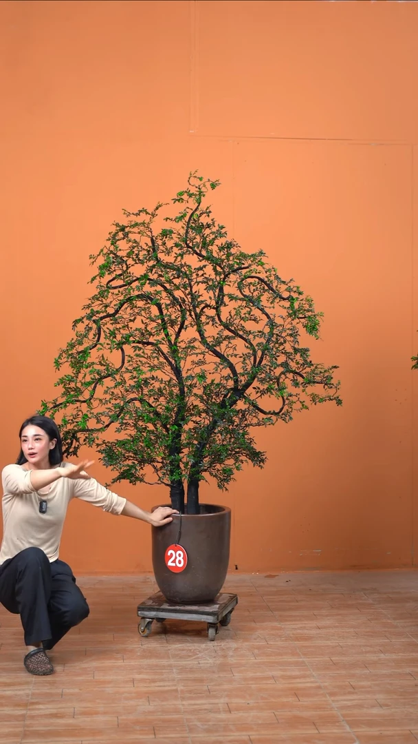 无花朵?****曲广东小叶紫檀